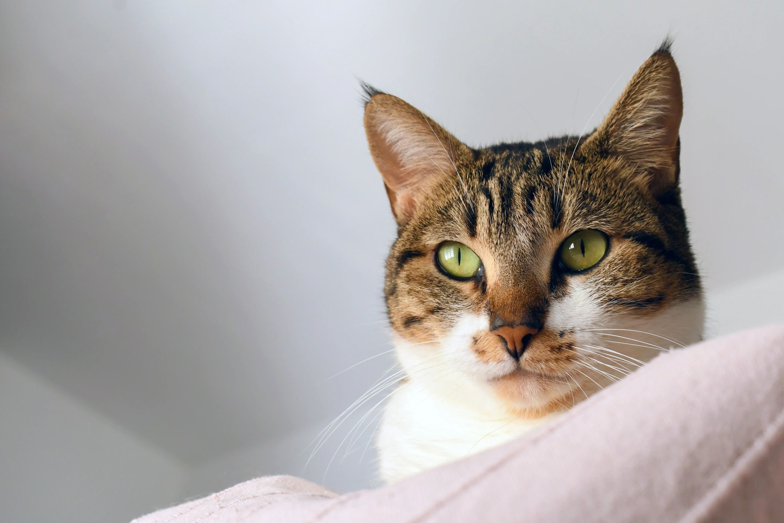 Close-up of a happy tabby cat